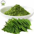 Bio -Moringa -Pulverextrakt in Lagerbestand